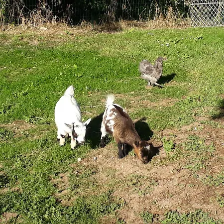 Le Hameau De Saintonge בית נופש