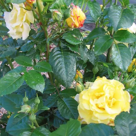 Le Hameau De Saintonge בית נופש Tonnay-Boutonne