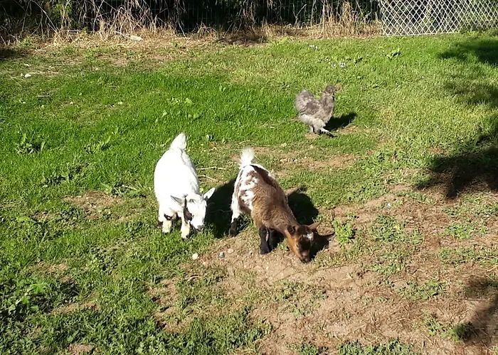 Le Hameau De Saintonge Vakantiehuis