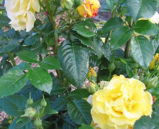 Le Hameau De Saintonge Vakantiehuis Tonnay-Boutonne